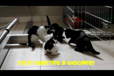 I quattro gattini ipovedenti: tutti adottati!